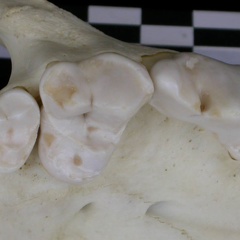 Dentition supérieure (7147 visites) Canis lupus - AdulteCollection : Centre d'Investigation Portugais d'Archéologie, Lisbonne (Id:CIPA1... Dentition supérieure