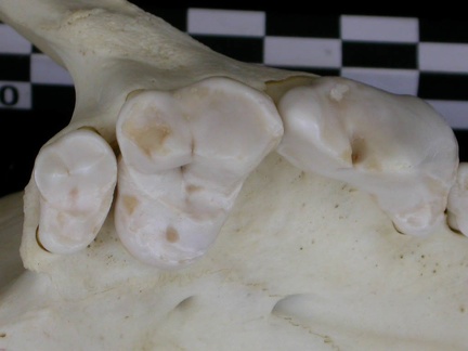Dentition supérieure (7141 visites) Canis lupus - AdulteCollection : Centre d'Investigation Portugais d'Archéologie, Lisbonne (Id:CIPA1... Dentition supérieure