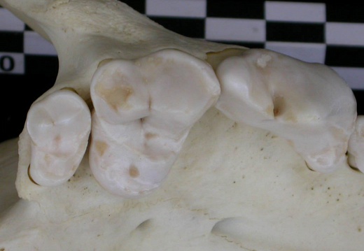 Dentition supérieure (7140 visites) Canis lupus - AdulteCollection : Centre d'Investigation Portugais d'Archéologie, Lisbonne (Id:CIPA1... Dentition supérieure