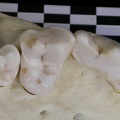 Dentition supérieure (7282 visites) Canis lupus - AdulteCollection : Centre d'Investigation Portugais d'Archéologie, Lisbonne (Id:CIPA1... Dentition supérieure