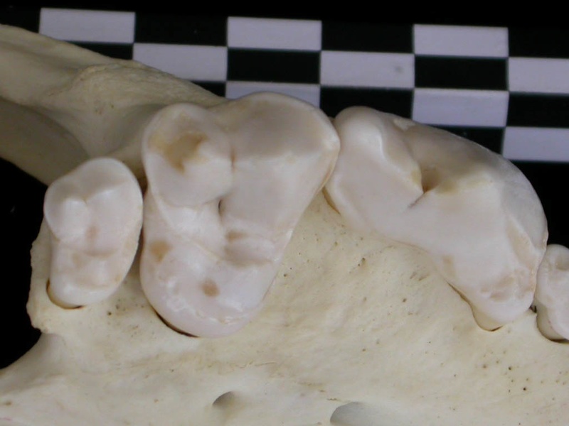 Dentition supérieure (7268 visites) Canis lupus - AdulteCollection : Centre d'Investigation Portugais d'Archéologie, Lisbonne (Id:CIPA1... Dentition supérieure