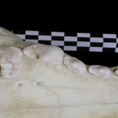 Dentition supérieure (7007 visites) Canis lupus - AdulteCollection : Centre d'Investigation Portugais d'Archéologie, Lisbonne (Id:CIPA1... Dentition supérieure