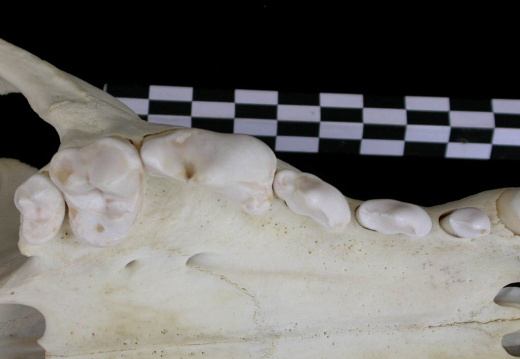 Dentition supérieure (6957 visites) Canis lupus - AdulteCollection : Centre d'Investigation Portugais d'Archéologie, Lisbonne (Id:CIPA1... Dentition supérieure
