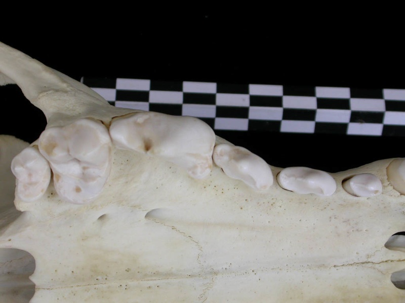 Dentición superior (6954 visitas) Canis lupus - VarónColección : Centro d'Investigación Portugués d'Arqueología, Lisboa (Id:CIPA... Dentición superior