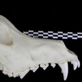 Crâne : vue latérale droite (7248 visites) Canis lupus - AdulteCollection : Centre d'Investigation Portugais d'Archéologie, Lisbonne (Id:CIPA1... Crâne : vue latérale droite