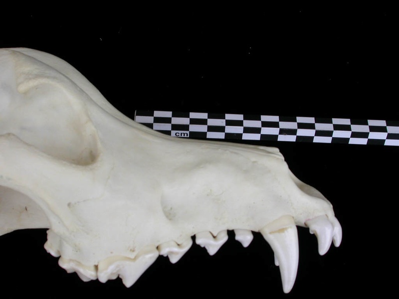 Crâne : vue latérale droite (7248 visites) Canis lupus - AdulteCollection : Centre d'Investigation Portugais d'Archéologie, Lisbonne (Id:CIPA1... Crâne : vue latérale droite