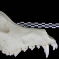 Cl2-dentsup6.jpg
