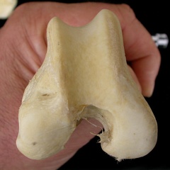 Fémur : partie distale (6999 visites) Canis lupus - Adulte - Élément droitCollection : Centre d'Investigation Portugais d'Archéologie, ... Fémur : partie distale