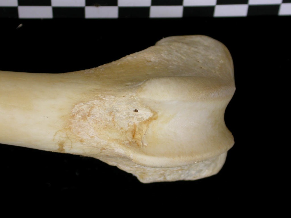 Fémur : partie distale (7268 visites) Canis lupus - Adulte - Élément droitCollection : Centre d'Investigation Portugais d'Archéologie, ... Fémur : partie distale