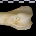 Fémur : partie distale (7271 visites) Canis lupus - Adulte - Élément droitCollection : Centre d'Investigation Portugais d'Archéologie, ... Fémur : partie distale
