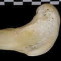 Fémur : partie distale (6822 visites) Canis lupus - Adulte - Élément droitCollection : Centre d'Investigation Portugais d'Archéologie, ... Fémur : partie distale