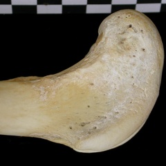 Fémur : partie distale (6820 visites) Canis lupus - Adulte - Élément droitCollection : Centre d'Investigation Portugais d'Archéologie, ... Fémur : partie distale