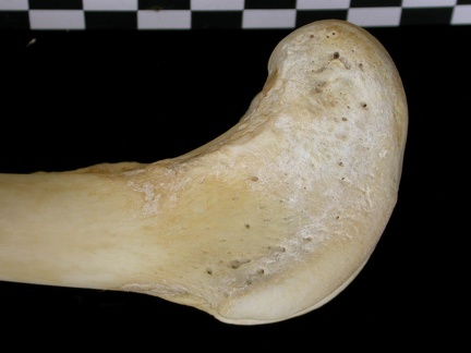Fémur : partie distale (6822 visites) Canis lupus - Adulte - Élément droitCollection : Centre d'Investigation Portugais d'Archéologie, ... Fémur : partie distale