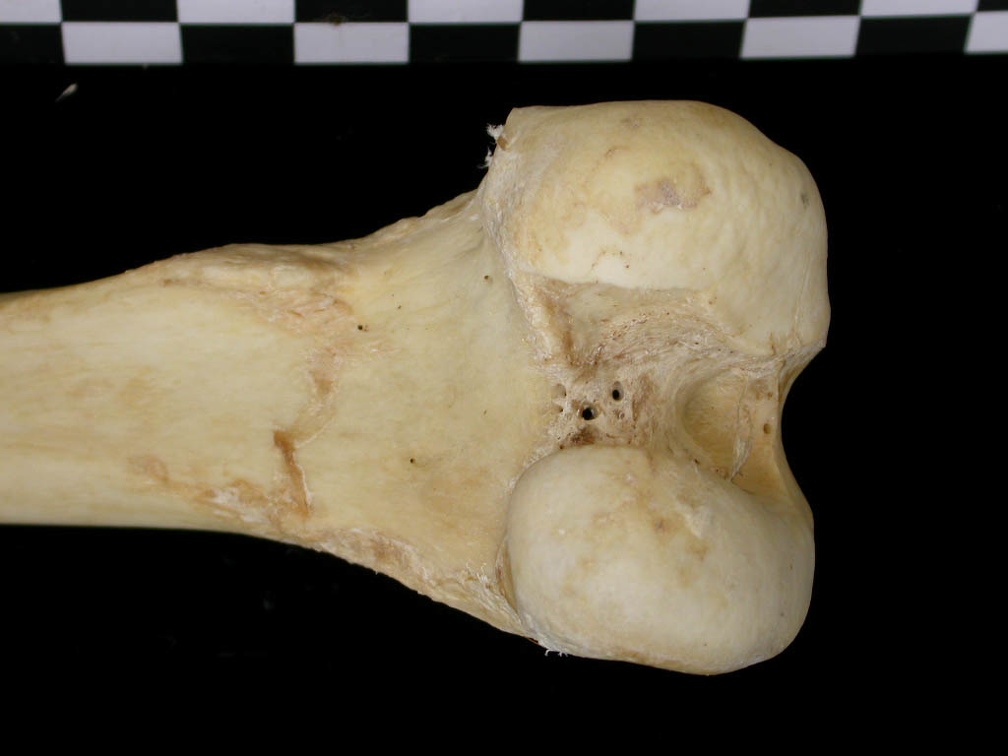 Fémur : partie distale (6837 visites) Canis lupus - Adulte - Élément droitCollection : Centre d'Investigation Portugais d'Archéologie, ... Fémur : partie distale