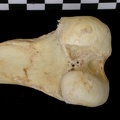 Fémur : partie distale (6840 visites) Canis lupus - Adulte - Élément droitCollection : Centre d'Investigation Portugais d'Archéologie, ... Fémur : partie distale