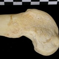 Fémur : partie distale (7137 visites) Canis lupus - Adulte - Élément droitCollection : Centre d'Investigation Portugais d'Archéologie, ... Fémur : partie distale