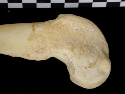 Fémur : partie distale (7136 visites) Canis lupus - Adulte - Élément droitCollection : Centre d'Investigation Portugais d'Archéologie, ... Fémur : partie distale