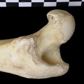 Fémur : partie proximale (6974 visites) Canis lupus - Adulte - Élément droitCollection : Centre d'Investigation Portugais d'Archéologie, ... Fémur : partie proximale