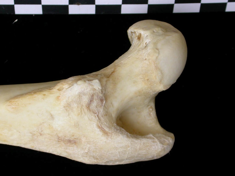 Fémur : partie proximale (6962 visites) Canis lupus - Adulte - Élément droitCollection : Centre d'Investigation Portugais d'Archéologie, ... Fémur : partie proximale