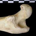 Femur: proximale part