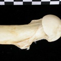 Fémur : partie proximale (6818 visites) Canis lupus - Adulte - Élément droitCollection : Centre d'Investigation Portugais d'Archéologie, ... Fémur : partie proximale