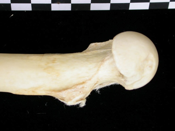 Femur: proximale part (6812 visits) Canis lupus - Adult - Right elementCollection: Portuguese Center of Investigation in Archaeology, L... Femur: proximale part