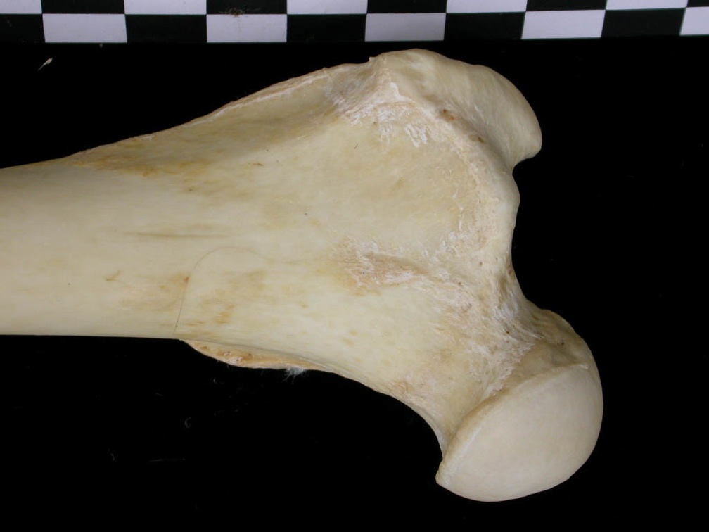 Fémur : partie proximale (6900 visites) Canis lupus - Adulte - Élément droitCollection : Centre d'Investigation Portugais d'Archéologie, ... Fémur : partie proximale