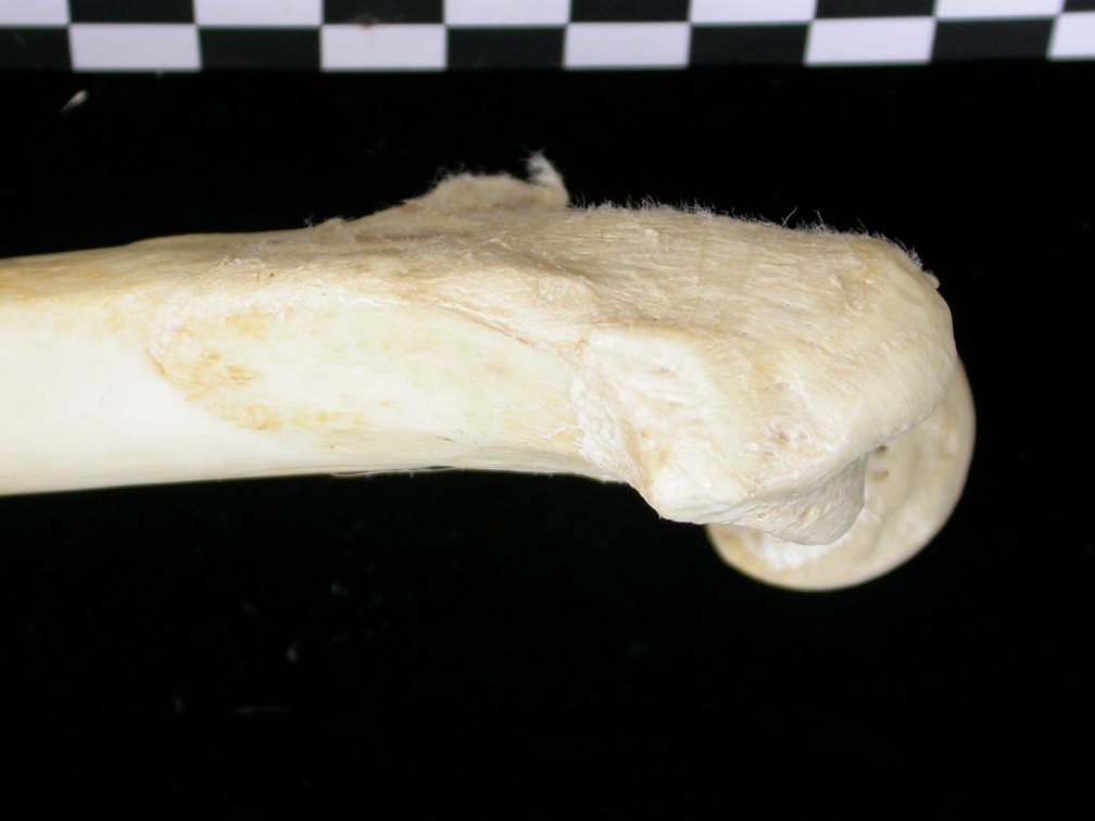 Fémur : partie proximale (6981 visites) Canis lupus - Adulte - Élément droitCollection : Centre d'Investigation Portugais d'Archéologie, ... Fémur : partie proximale