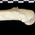 Cl2-Feprox4.jpg