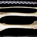 Fémur, tibia et fibula (12878 visites) Canis lupus - Adulte - Éléments droitsCollection : Centre d'Investigation Portugais d'Archéologie... Fémur, tibia et fibula