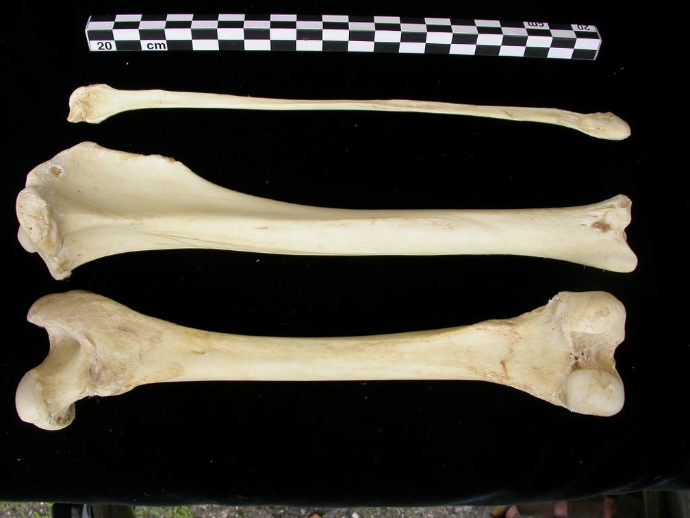 Fémur, tibia et fibula (12029 visites) Canis lupus - Adulte - Éléments droitsCollection : Centre d'Investigation Portugais d'Archéologie... Fémur, tibia et fibula