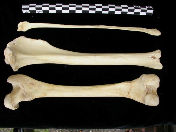 Femur, tibia and fibula (12027 visits) Canis lupus - Adult - Right elementsCollection: Portuguese Center of Investigation in Archaeology, ... Femur, tibia and fibula