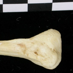 Fibula : partie distale (7481 visites) Canis lupus - Adulte - Élément droitCollection : Centre d'Investigation Portugais d'Archéologie, ... Fibula : partie distale
