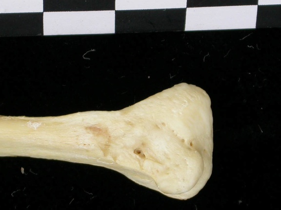 Fibula: distal part (7477 visits) Canis lupus - Adult - Right elementCollection: Portuguese Center of Investigation in Archaeology, L... Fibula: distal part