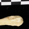 Fibula : partie distale (7278 visites) Canis lupus - Adulte - Élément droitCollection : Centre d'Investigation Portugais d'Archéologie, ... Fibula : partie distale