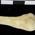 Fibula : partie distale (7379 visites) Canis lupus - Adulte - Élément droitCollection : Centre d'Investigation Portugais d'Archéologie, ... Fibula : partie distale