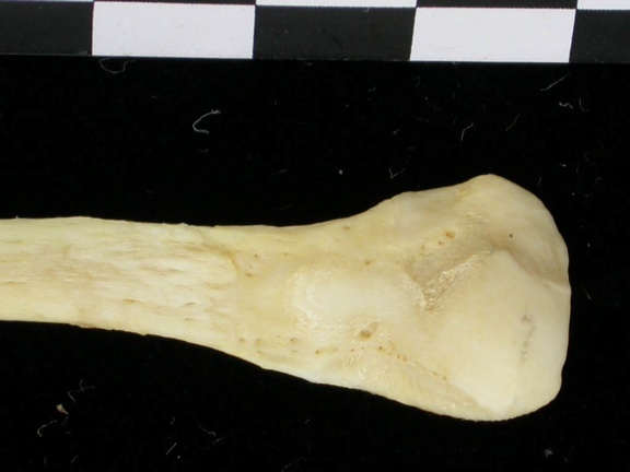 Fibula: distal part (7372 visits) Canis lupus - Adult - Right elementCollection: Portuguese Center of Investigation in Archaeology, L... Fibula: distal part