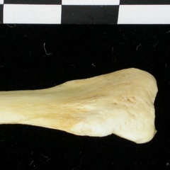 Fibula : partie proximale (6952 visites) Canis lupus - Adulte - Élément droitCollection : Centre d'Investigation Portugais d'Archéologie, ... Fibula : partie proximale