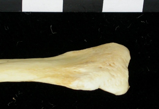 Fibula : partie proximale (6951 visites) Canis lupus - Adulte - Élément droitCollection : Centre d'Investigation Portugais d'Archéologie, ... Fibula : partie proximale