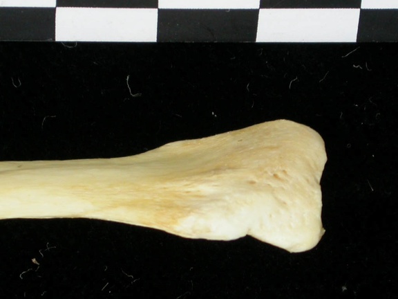 Fibula: proximale part (6950 visits) Canis lupus - Adult - Right elementCollection: Portuguese Center of Investigation in Archaeology, L... Fibula: proximale part