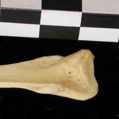 Fibula : partie proximale (7256 visites) Canis lupus - Adulte - Élément droitCollection : Centre d'Investigation Portugais d'Archéologie, ... Fibula : partie proximale