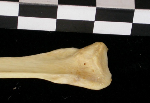 Fibula : partie proximale (7256 visites) Canis lupus - Adulte - Élément droitCollection : Centre d'Investigation Portugais d'Archéologie, ... Fibula : partie proximale