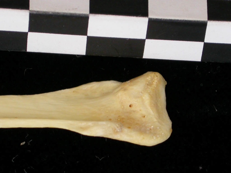 Fibula : partie proximale (7256 visites) Canis lupus - Adulte - Élément droitCollection : Centre d'Investigation Portugais d'Archéologie, ... Fibula : partie proximale