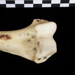 Humérus : partie distale (6671 visites) Canis lupus - Adulte - Élément droitCollection : Centre d'Investigation Portugais d'Archéologie, ... Humérus : partie distale