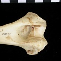 Humérus : partie distale (7032 visites) Canis lupus - Adulte - Élément droitCollection : Centre d'Investigation Portugais d'Archéologie, ... Humérus : partie distale