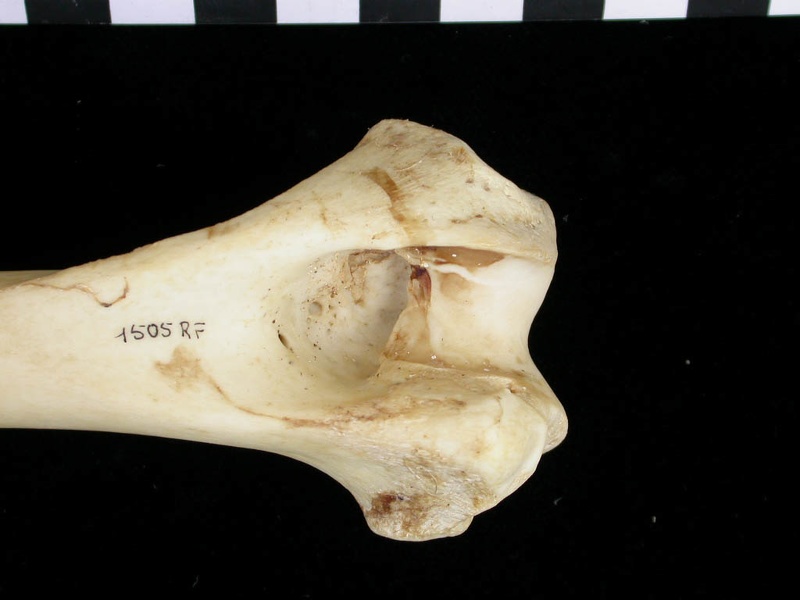 Humérus : partie distale (6911 visites) Canis lupus - Adulte - Élément droitCollection : Centre d'Investigation Portugais d'Archéologie, ... Humérus : partie distale
