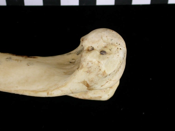 Humérus : partie distale (6618 visites) Canis lupus - Adulte - Élément droitCollection : Centre d'Investigation Portugais d'Archéologie, ... Humérus : partie distale