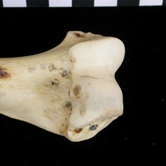 Humérus : partie distale (6757 visites) Canis lupus - Adulte - Élément droitCollection : Centre d'Investigation Portugais d'Archéologie, ... Humérus : partie distale