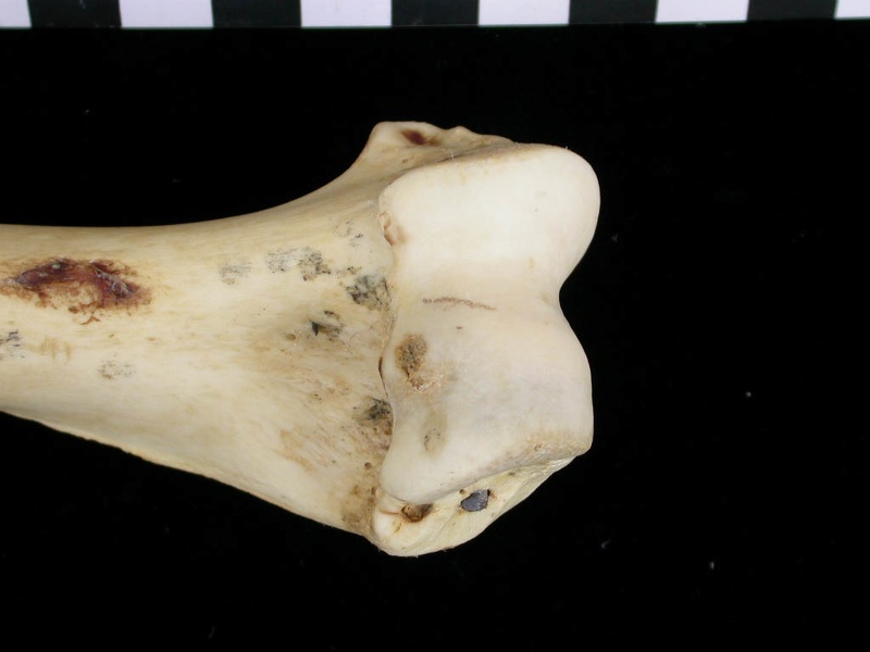Humérus : partie distale (6763 visites) Canis lupus - Adulte - Élément droitCollection : Centre d'Investigation Portugais d'Archéologie, ... Humérus : partie distale