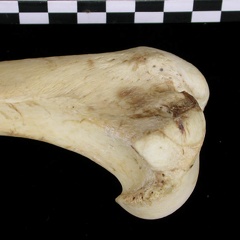 Humérus : partie proximale (6810 visites) Canis lupus - Adulte - Élément droitCollection : Centre d'Investigation Portugais d'Archéologie, ... Humérus : partie proximale